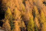 20071101_151628 Boschi autunnali.jpg
